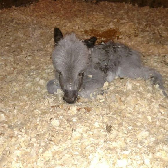 Meet your Posher, Michelle - Picture 1 of 1